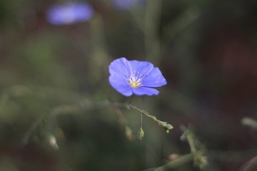 blue flax flower