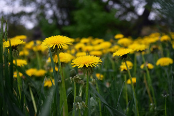 dandelions in a meadow