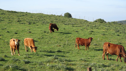 Cattle grazing on green hill