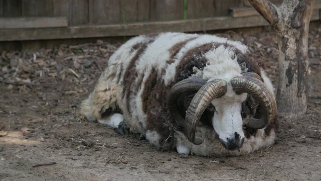 Tired St. Jacobs sheep lying on the ground in the Zoo. Slow motion
