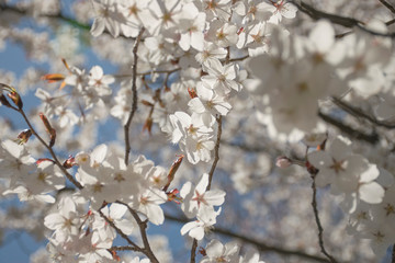 sakura