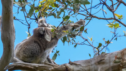 mother and baby koala feeding at cape otway