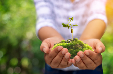 Naklejka na ściany i meble Agriculture. Farmer and nature baby plant in hands on green bokeh background,Earth Day In the hands of trees growing seedlings.