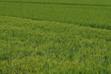 Obraz premium 緑の麦畑