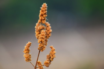 Winter season flowers on earth