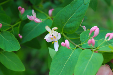 A macro shot of some tartarian honeysuckle blossom. pink flower, flowering period