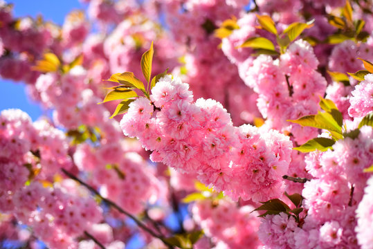 Sakura Festival. Cherry blossom. Sacura cherry-tree. Vancouver Cherry Blossom Festival. Sakura Festival. Japanese cherry. Prunus serrulata.
