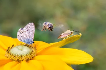 Foto op Plexiglas Insectbiodiversiteit op een bloem, een blauwe vlinder (Polyommatus icarus), een bij (Anthophila) tijdens de vlucht en een schildwants (Carpocoris fuscispinus) op een Rudbeckia © kathomenden