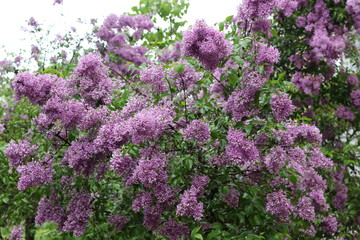 Obraz premium Lilac blooms in spring park in the rain. Tassels of flowers fill the park with scent
