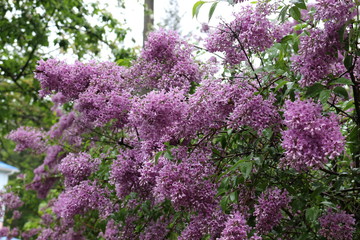 Obraz premium Lilac blooms in spring park in the rain. Tassels of flowers fill the park with scent