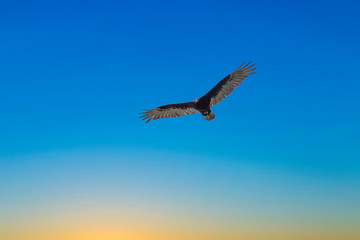 Obraz premium vulture flying in the sky