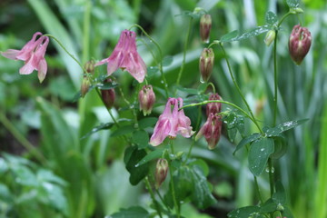Purple flowers bloom in spring in gardens and forests