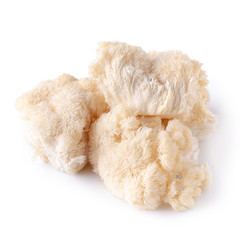 Yamabushitake mushroom or lion mane mushroom isolated over white background.