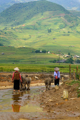 Vietnamese farmer and livestock or buffalo in the rural of Tu Le City Yen Bai Vietnam