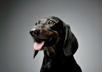 Portrait of an adorable Dachshund looking curiously