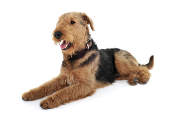 Studio shot of an adorable Airedale Terrier looking satisfied