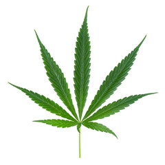 Marijuana leaf, green cannabis leaf isolated over white background.