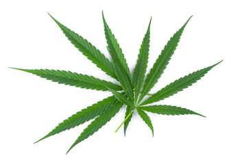 Marijuana leaf, green cannabis leaf isolated over white background.