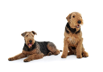 Studio shot of two adorable Airedale Terrier looking curiously at the camera