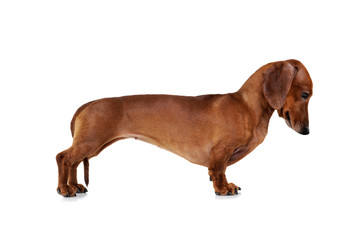 Studio shot of an adorable Dachshund standing on white background