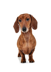 Studio shot of an adorable Dachshund looking curiously at the camera