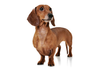 Studio shot of an adorable Dachshund looking curiously