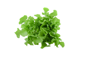 Plakat Green oak lettuce on white background