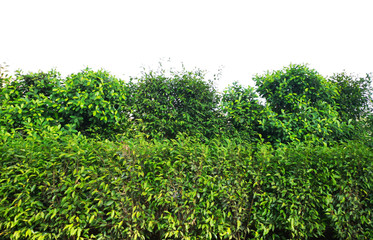Fototapeta na wymiar green bush isolated on white background