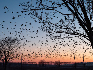 宮島沼 マガン 野鳥