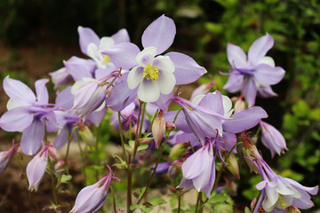 Aquilegia x hybrida Origami Columbine in the garden, known for the spurred petals of their flowers.