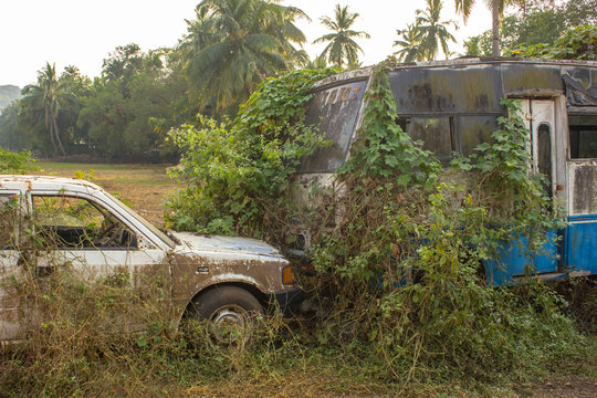  pickup and broken abandoned dirty white Indian bus overgrown with green ivy and moss on the background of palm trees