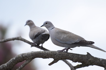 Two blue doves sitting on a tree branch.