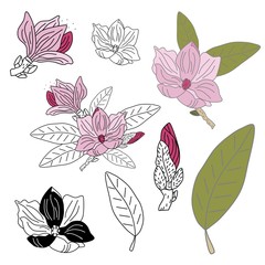 Fototapeta premium Hand drawn doodle style magnolia flowers, vector illustration elements isolated on white background. Black and white and colorful flower elements. 