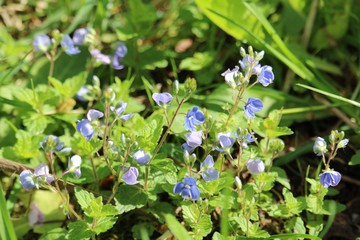 blue flowers on green background