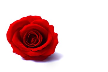 rose one red rose placed on the left hand on a white background