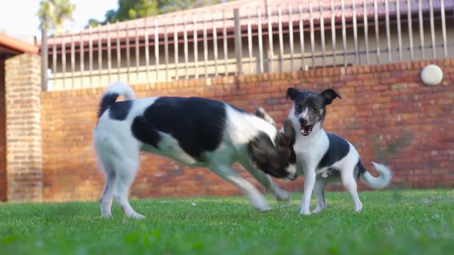 Two small puppy dogs, fighting playfully on grass, slow motion.