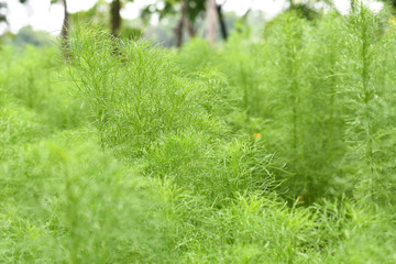 Asparagus racemosus or Shatawari, Thai herb use for get rid of gas in stomach