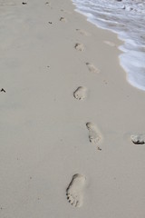 nature animals food gourmet france