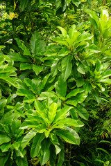 Green leaves background in sunny day