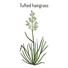 Fototapeta premium Tufted hairgrass (Deschampsia cespitosa), or tussock grass, medicinal plant