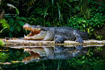 A dangerous crocodile in deep forest