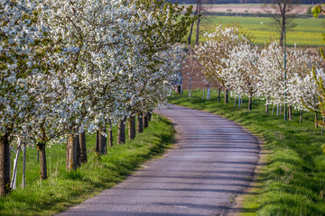 Flowering trees around the road