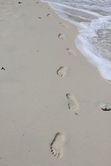 nature animals food gourmet france