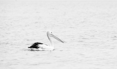 Pelicans at Indented Heads, Bellarine, Peninsula