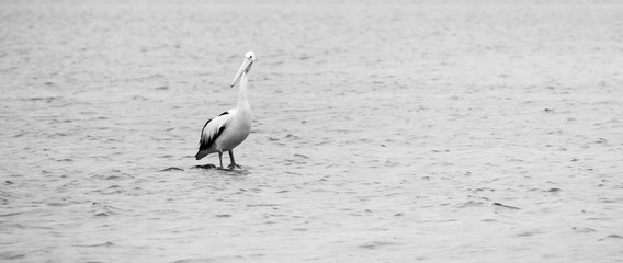 Pelicans at Indented Heads, Bellarine, Peninsula