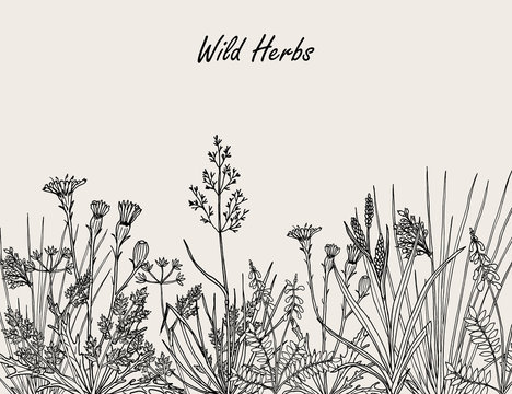 Floral background with hand drawn wild flowers, herbs and grasses