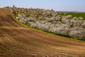 Fototapeta na wymiar Blooming orchard of fruit trees