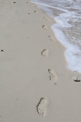 nature animals food gourmet france