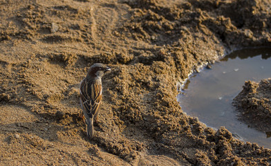 Little sparrow walking in the sand