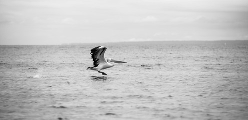 Pelicans at Indented Heads, Bellarine, Peninsula